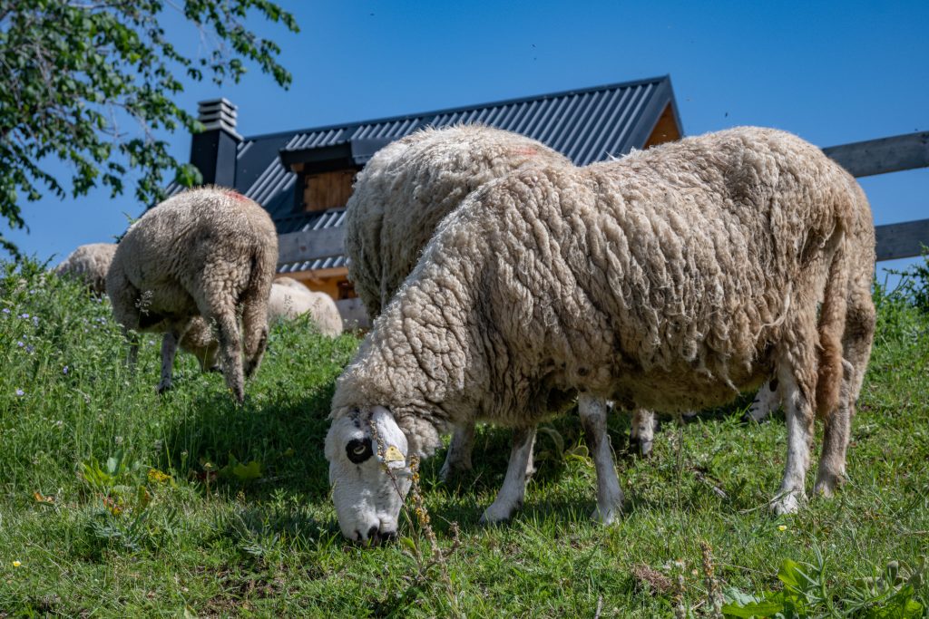 כבשים מלחכות עשב